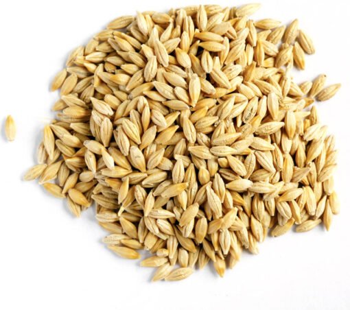 Organic Whole Grain Barley
